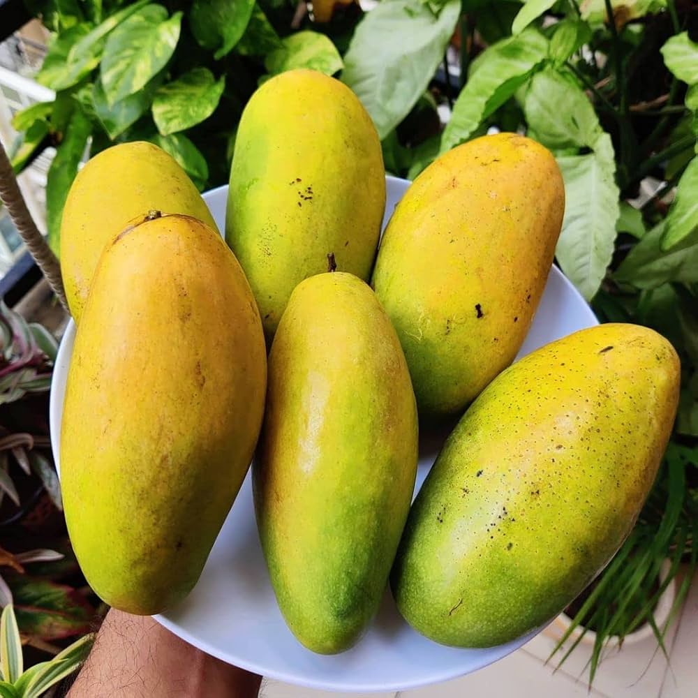 Dusseri Mango – Premium Quality - 6KG Box