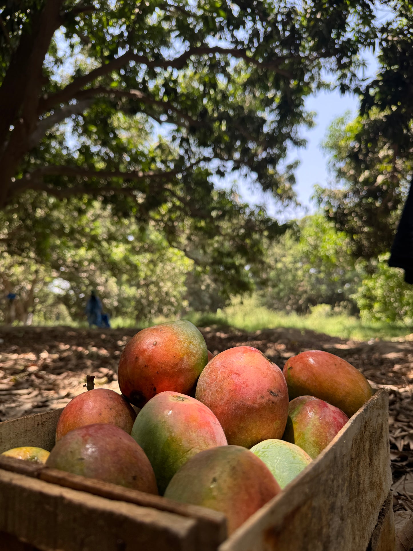 Laal Badshah – Royal Pakistani Mango -6KG BOX