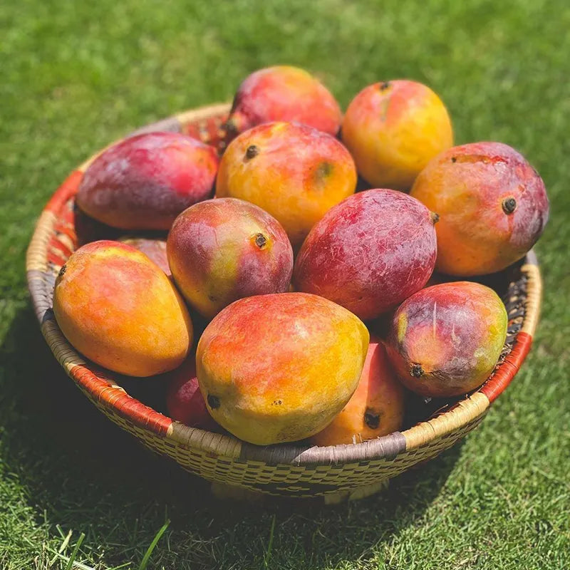 Laal Badshah – Royal Pakistani Mango -6KG BOX