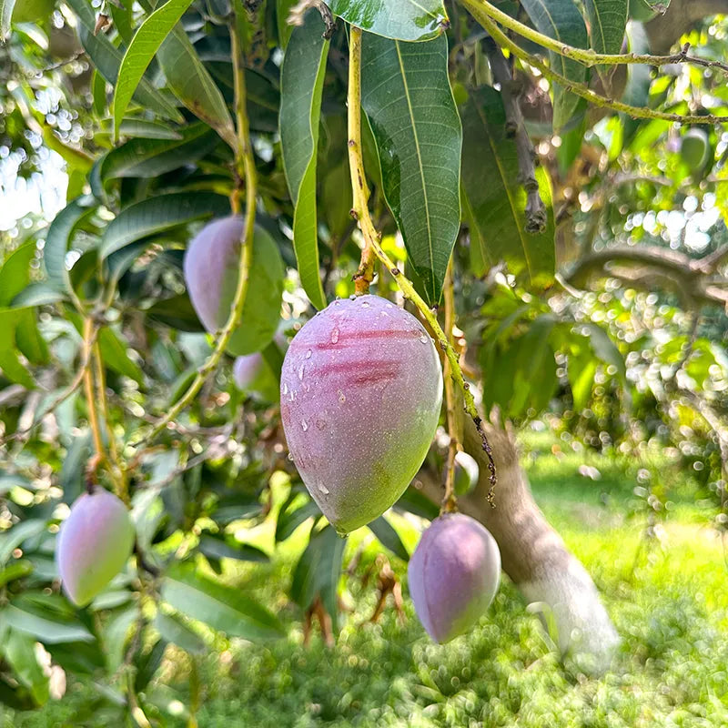 Laal Badshah – Royal Pakistani Mango -6KG BOX