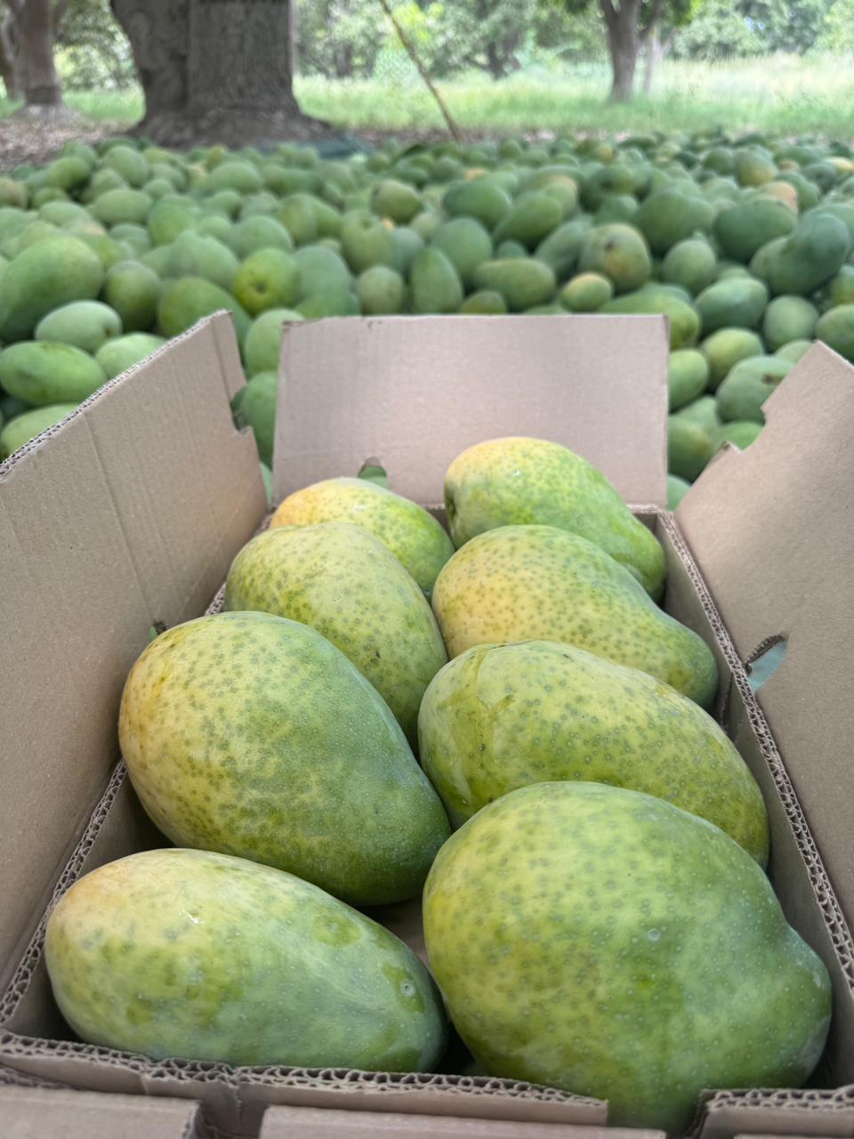 Sonero Mangoes – Pure Pakistani Sweetness 6KG Box