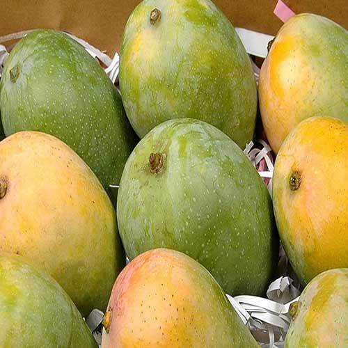 Imported Saroli Mango – Premium Variety (Fresh & Juicy) - 6KG Box