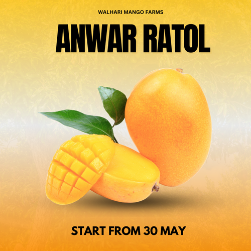 Premium Anwar Ratol Mango (Seasonal Special) - 6KG Box