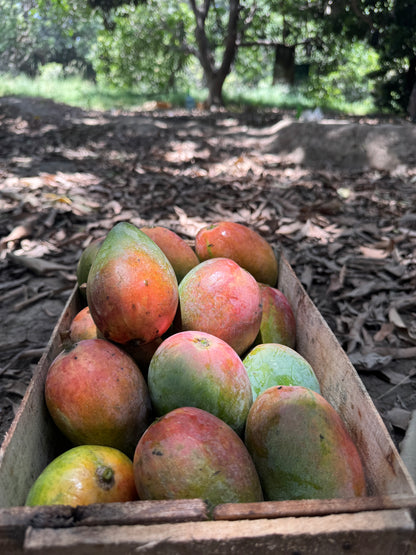 Laal Badshah – Royal Pakistani Mango -6KG BOX