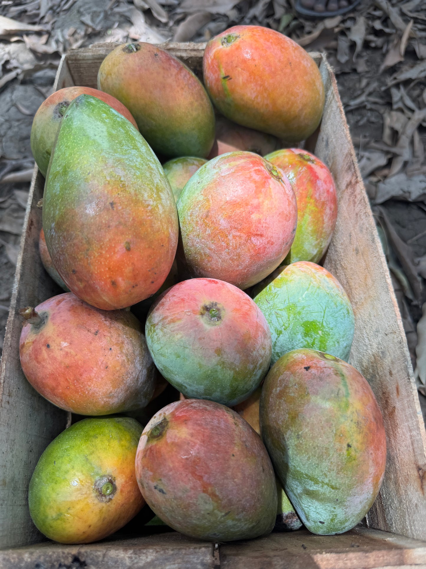 Laal Badshah – Royal Pakistani Mango -6KG BOX