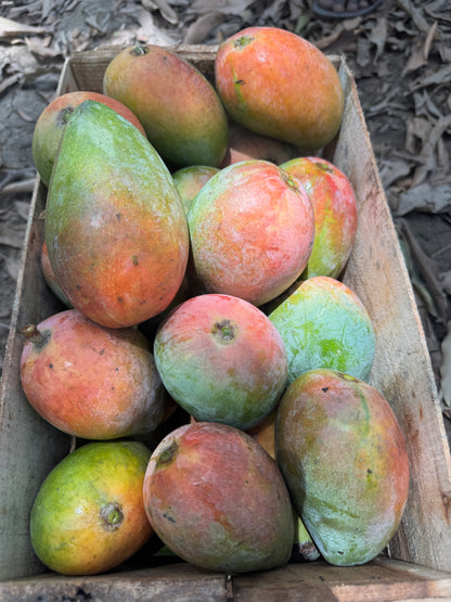 Laal Badshah – Royal Pakistani Mango -6KG BOX