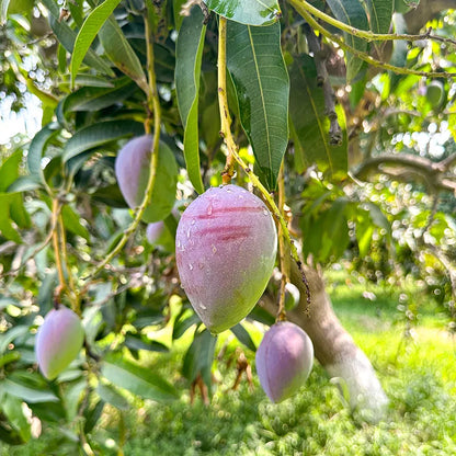 Laal Badshah – Royal Pakistani Mango -6KG BOX