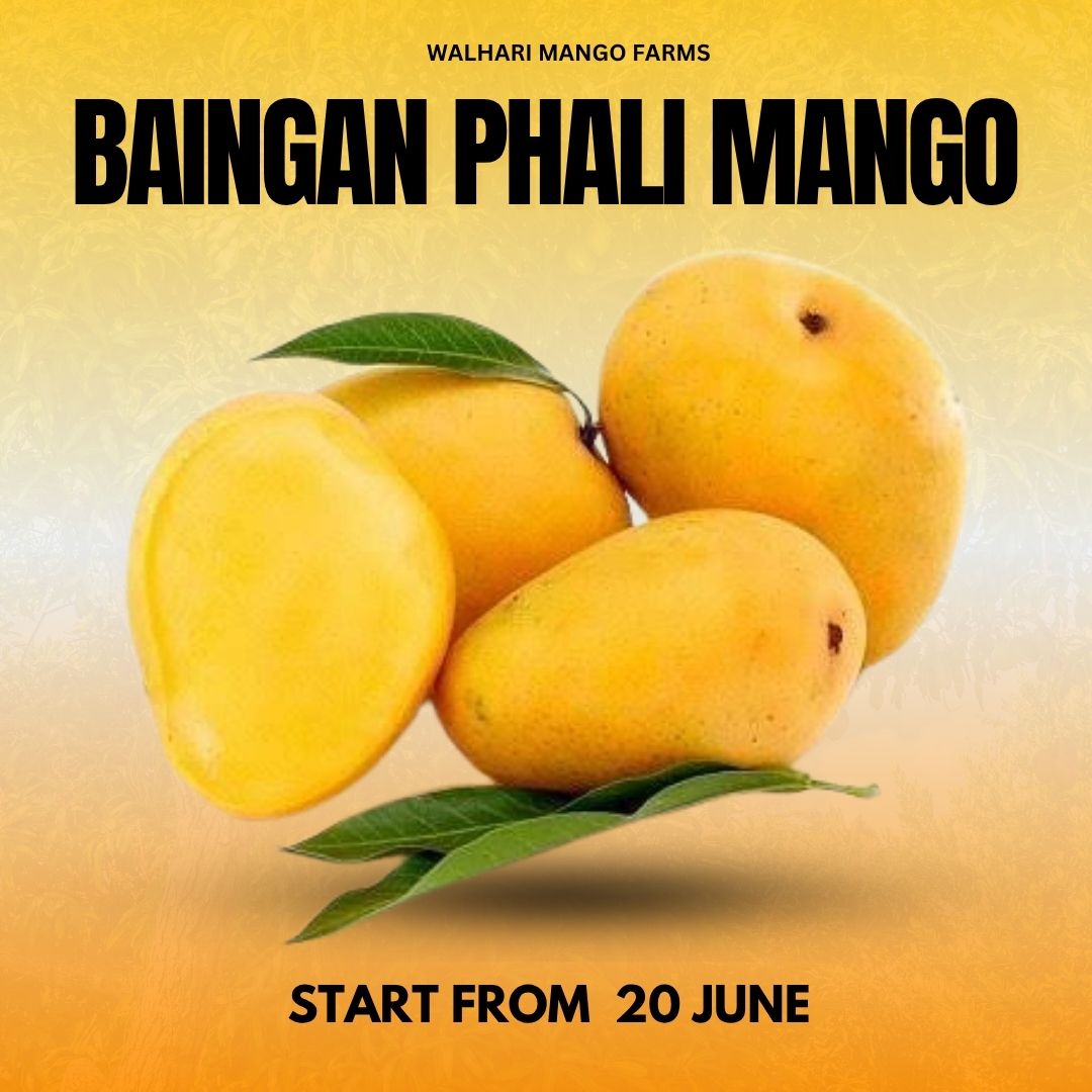 Baingan Phali Mango – Unique & Flavorful - 6KG BOX