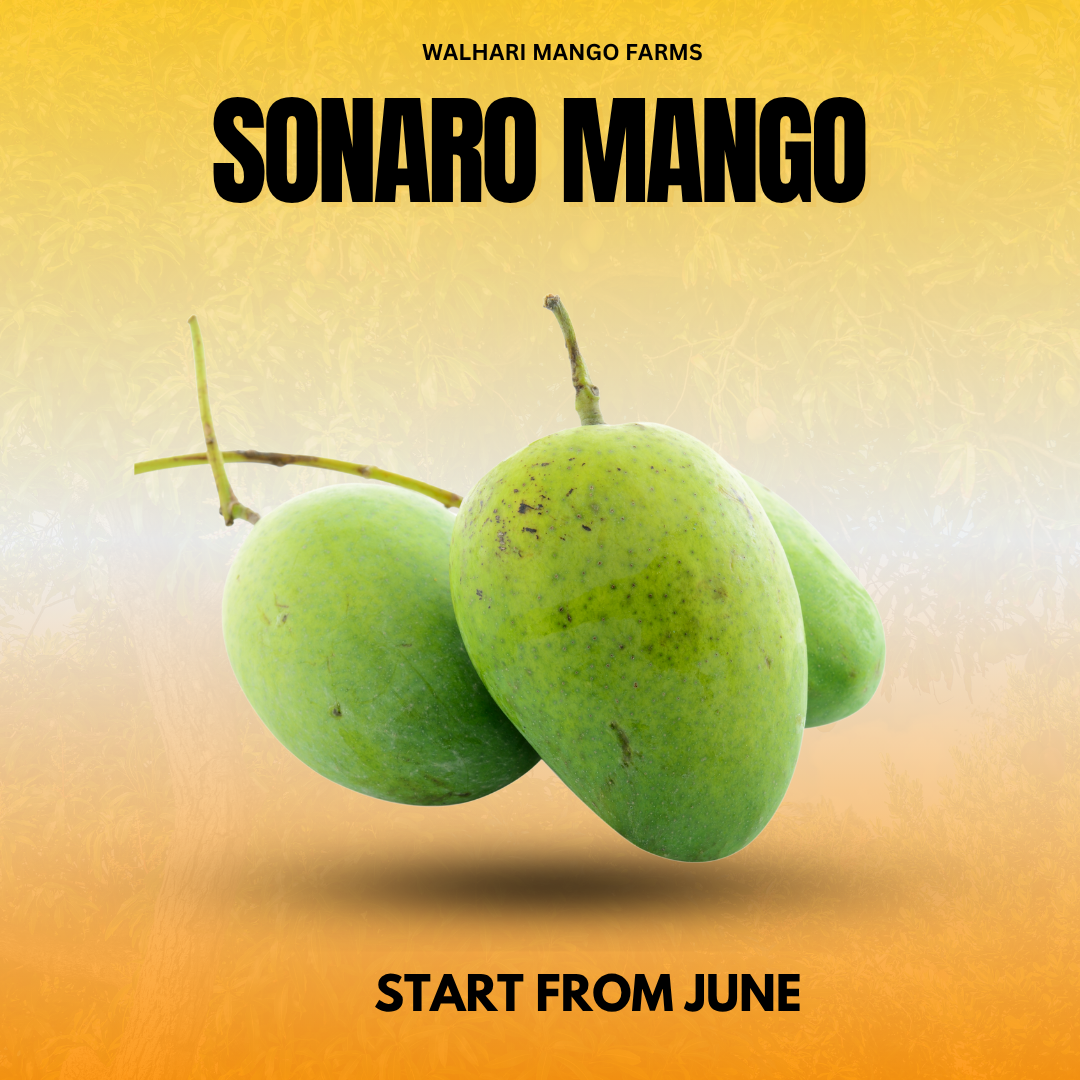 Sonero Mangoes – Pure Pakistani Sweetness 6KG Box