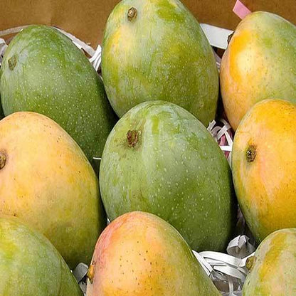 Imported Saroli Mango – Premium Variety (Fresh & Juicy) - 6KG Box